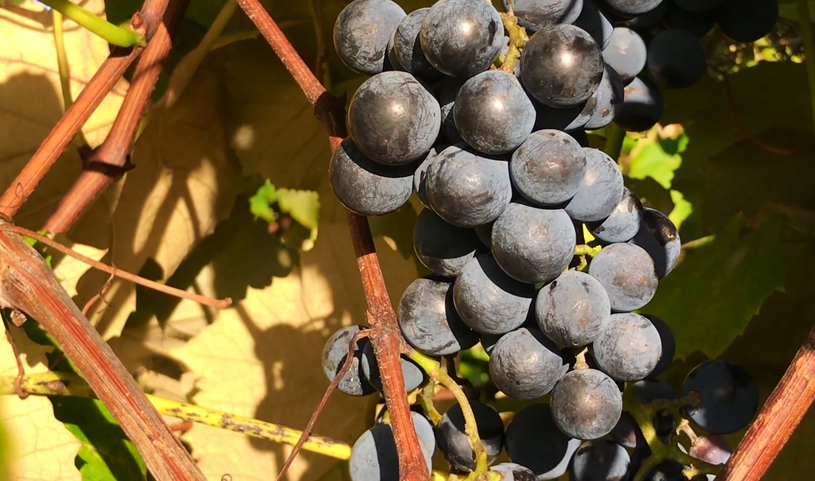grape